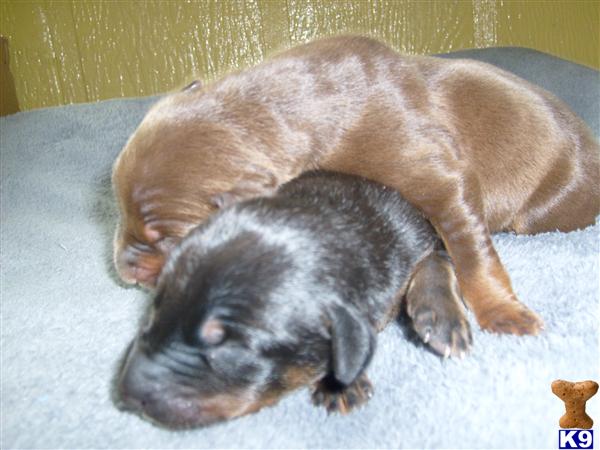 Doberman Pinscher Puppies in FL